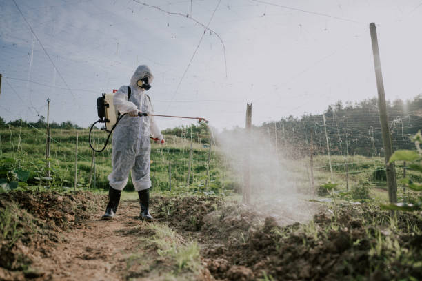 Best Pest Control for Homes  in Yuipa, CA