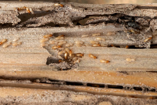Best Bed Bug Extermination  in Yuipa, CA