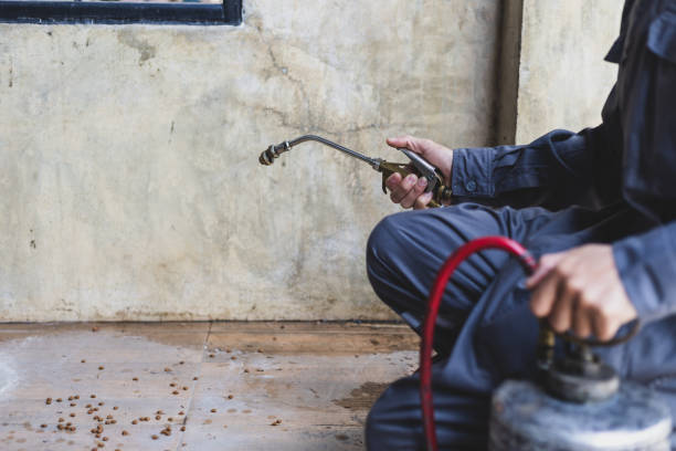 Best Local Pest Control Services  in Yuipa, CA